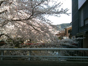 Sakura20110407