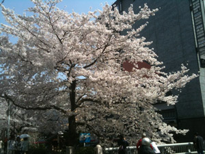 Sakura20110410_3