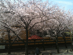 Sakura20110410_1