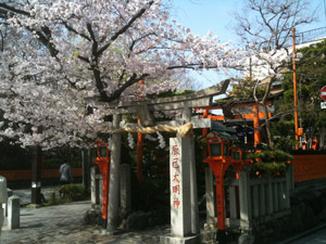 Sakura20110410_2