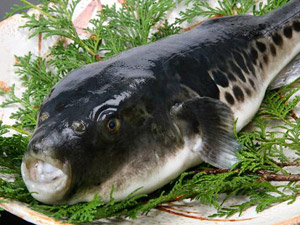 Fugu