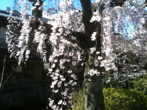 Sakura_20110404_1