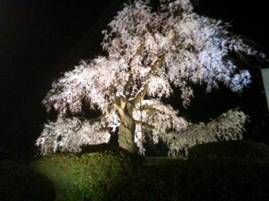 Sakura20110406_1