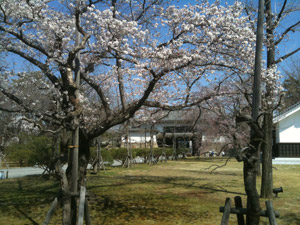 Sakura_20110406_3