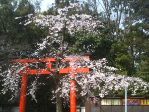 Sakura20110402