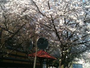 Sakura20110414_2