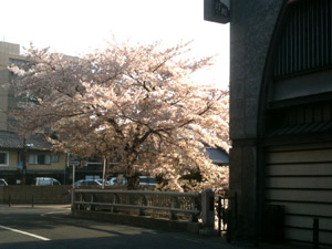 Sakura20110414_1